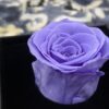 Preserve Rose