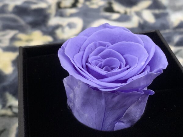 Preserve Rose