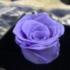Preserve Rose