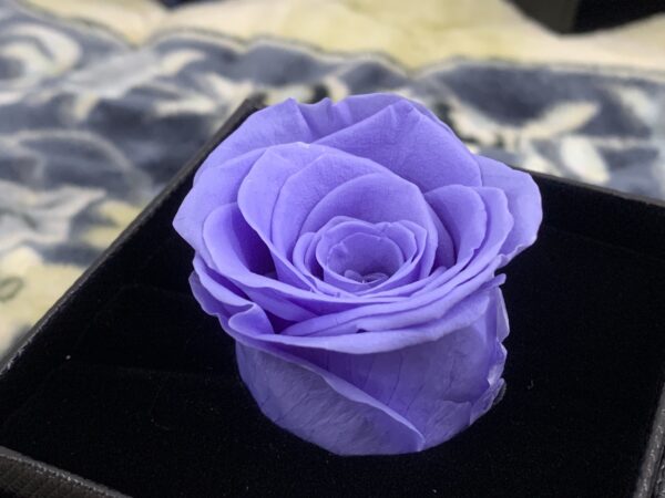 Preserve Rose