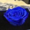 Preserve Rose