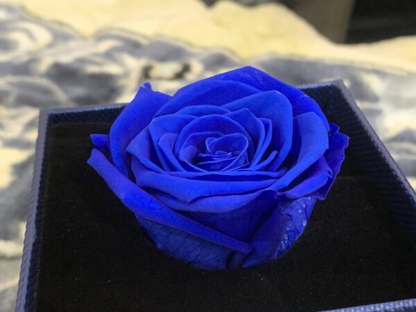 Preserve Rose