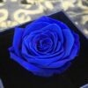 Preserve Rose