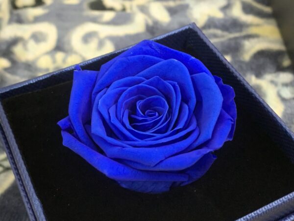 Preserve Rose