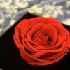 Preserve Rose