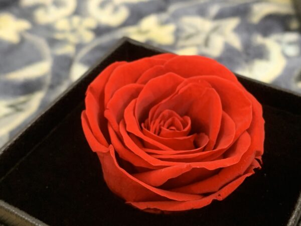 Preserve Rose