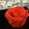 Preserve Rose