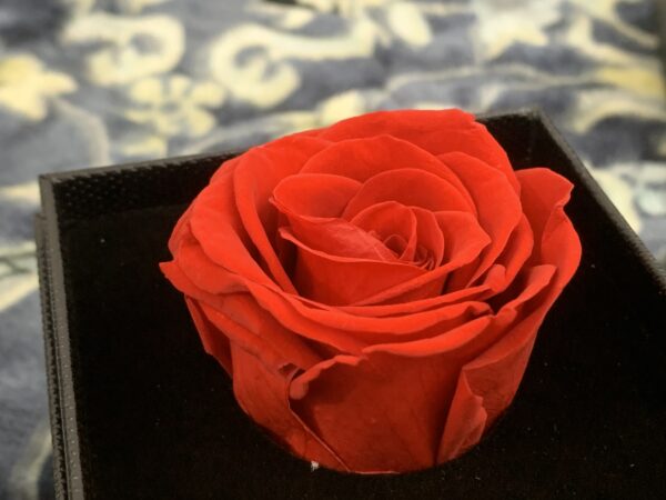 Preserve Rose